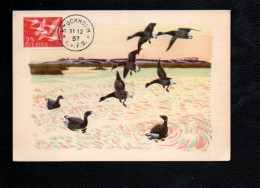 SUEDE CARTE MAXIMUM 1957 VOL D'OIES SAUVAGES - Geese