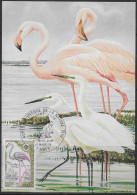 FRANCE - OISEAUX - FLAMANT ROSE - N° 1634 - CARTE MAXIMUM - Flamingo