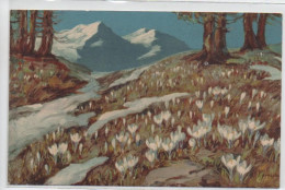 Jolie Carte Illustrée Signée A. HALLER : Crocus Blancs épanouis Dans Les Montagnes - Flowers