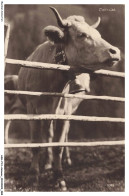 ASHP14-0907-ANIMAUX - UNE VACHE DANS UNE CLOTURE - Vaches