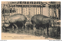 ASHP13-0852-ANIMAUX - PARIS - MUSEUM D'HISTOIRE NATURELLE - HIPPOPOTAMES NAINS - Hippopotames