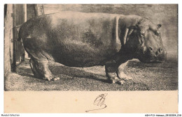 ASHP13-0801-ANIMAUX - HIPPOPOTAME - Hippopotames