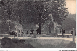 AJKP2-0218 - ANIMAUX - LES GIRAFES SUR LEUR PLATEAU - Girafes