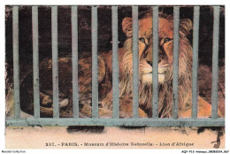AQYP12-0744-ANIMAUX - PARIS - Museum D'histoire Naturelle - Lion D'afrique - Lions