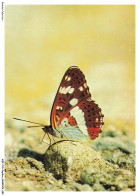 AQFP15-1040-PAPILLON - Petit Sylvain - Papillons