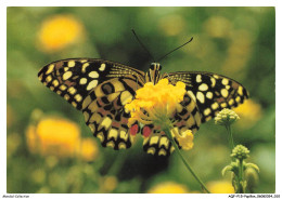 AQFP15-1019-PAPILLON - Papilio Demoleus - Papillons
