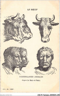 AIDP2-TAUREAUX-0102 - Le Boeuf - Ressemblances Animales D'après Le Brun Et Porta - Stiere