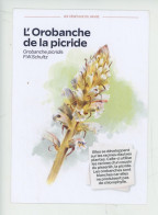 Orobanche De La Picride (picridis F.W.Schultz) Atlas Biodiversité Le Havre - Les Végétaux - Flowers