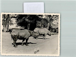 39152030 - - Hippopotames