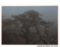 PORTUGAL ACORES JARDIN BOTANIQUE DE FAIAL - Açores