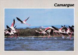 13 SAINTES MARIES DE LA MER ENVOL DE FLAMANTS ROSES - Saintes Maries De La Mer