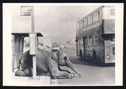 CPM 10.5 X 15 " Eléphant Stop " Couché Arrêt De Bus Autobus à étage - Éléphants