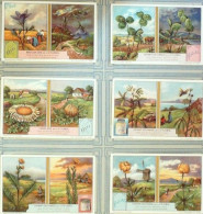 Chromo Liebig S1216 Les Plantes Sensitives - Liebig