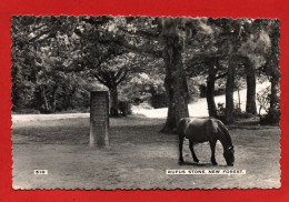 (RECTO / VERSO) RUFUS STONE EN 1960 - NEW FOREST - CARTE PHOTO FORMAT CPA - Other & Unclassified