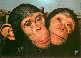 Animaux - Singes - Chimpanzés - Collection Singes Et Singeries - Carte Neuve - CPM - Voir Scans Recto-Verso - Apen
