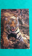 CPM TIGRE DU BENGALE VIVEK R SINBA THE WILDDIFE COLLECTION  LE REGNE ANIMAL - Tigres