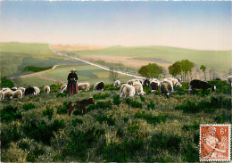 19* MILELVACHE  Moutons CPSM (10x15cm)       MA68-0479 - Autres & Non Classés
