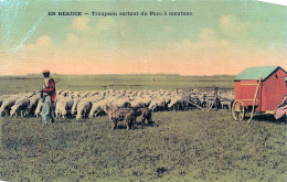 28* BEAUCE  Troupeau – Parc A Moutons        RL47,0483 - Breeding