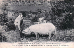 24* PERIGORD  Recolte De La Truffe  (cochon)     RL47,0264 - Landbouwers