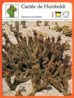 CACTEE DE HUMBOLDT  Cactus Cactées Et Plantes Grasses Fiche Illustrée Documentée - Other & Unclassified