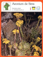 AEONIUM  DE SIMS Cactus Cactées Et Plantes Grasses Fiche Illustrée Documentée - Other & Unclassified