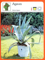 AGAVES  Cactus Cactées Et Plantes Grasses Fiche Illustrée Documentée - Other & Unclassified