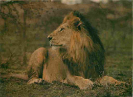 Animaux - Fauves - Lion - CPM - Voir Scans Recto-Verso - Lions