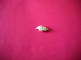 Coquillages De Collection - Conchiglie