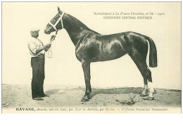 HIPPISME.n°11284.HAVANE.1er PRIME POULICHES NORMANDES - Ippica