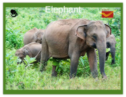 India 2025 ELEPHANT - MINT / BLANK PPC Maxim/Picture Post Card As Per Scan - Éléphants