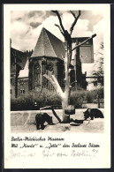 AK Berlin, Märkisches Museum Mit Berliner Bären - Mitte