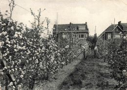 BELGIQUE - Gembloux - Grand Manil - Ecole Provinciale Horticulture - Arboriculture - Animé - Nels - Carte Postale - Gembloux