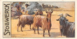 Chromo - Chocolat STOLLWERCK's Adler-Kakao - Gruppe 465 N' III - Angoraziegen - Chèvres (2 Scans) - Stollwerck