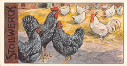 Chromo - Chocolat STOLLWERCK Kakao-Schokolade - Gruppe 469 N' V - Plymouth-Rocks Und Dorkings - Poules, Coq (2 Scans) - Stollwerck