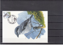 Klapekster/ Maximumkaart - 1985-.. Uccelli (Buzin)