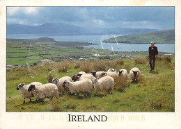 Animaux - Moutons - Irlande - Ireland - Bringing Tne Sheep To Summer Pastures Overlooking Dingle Harbour, Co. Kerry - CP - Other & Unclassified