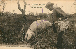 24* PERIGORD   Cochon Truffier     MA77-0682 - Sonstige & Ohne Zuordnung