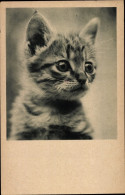 CPA Afrikanisches Farbkätzchen, Katze, Tierportrait - Other & Unclassified