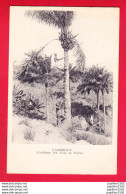 E-Cameroun-30P229  La Cueillette Des Noix De Palme, Animation, Cpa - Cameroon