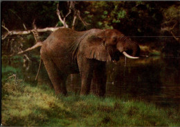 I5240 - TOP Elefant Elephat -  Verlag Planet DDR - Éléphants