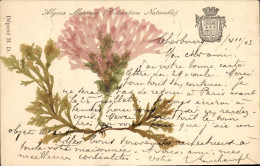 CPA Fantaisie Fleurs Sechees Algues Marines Coloration Naturelle - Sonstige & Ohne Zuordnung