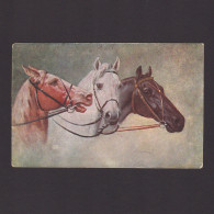 Vintage Postcard, Three Horses, Unposted - Pferde