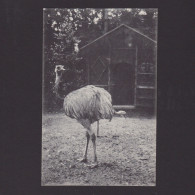 Vintage Postcard, The Ostrich, Birds, Unposted - Oiseaux