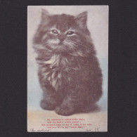 GREAT BRITAIN 1905, Vintage Postcard, Cat, Humour, Posted - Cats