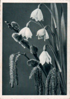 B7672 - TOP Dr. Schweitzer Foto Künstlerkarte - Märzenbecher - Fotostöckel Hannover - Altri & Non Classificati