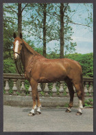116495/ Cheval - Pferde