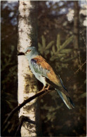 Blauracke - Oiseaux
