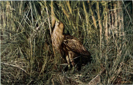 Rohrdommel - Oiseaux