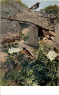 Vögel - Bird - Oiseaux