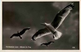 Nordseebad Juist - Möwen - Oiseaux